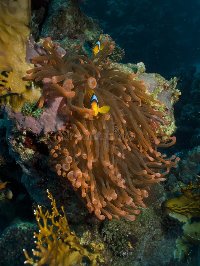 Magnificent red anemone with anemonefish