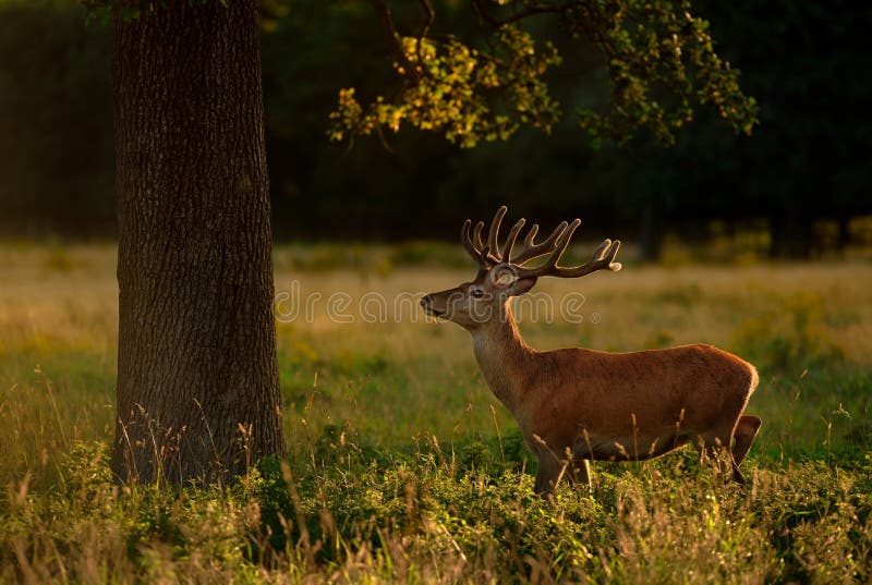 Red Deer Stag Under Tree