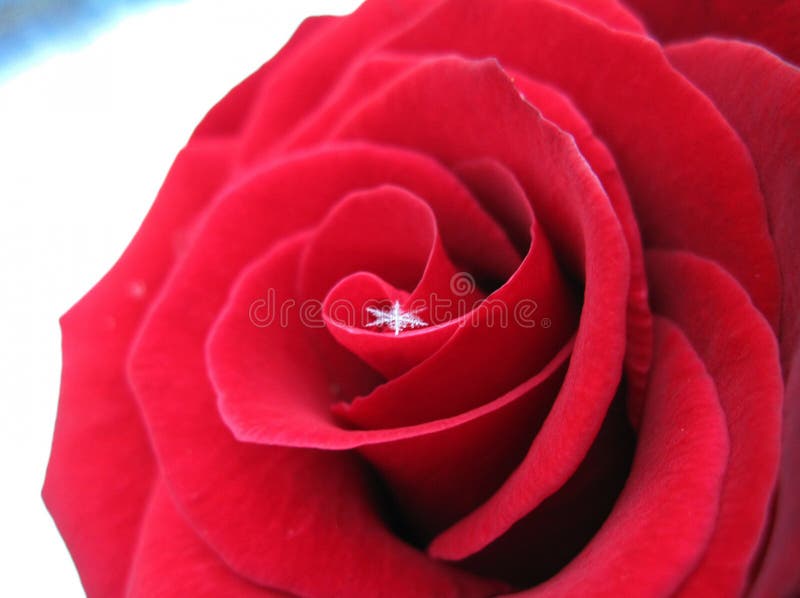 Magnificent blooming pink rose with a tender wee snowflake in winter. Delicacy and lightness. Macro. January 2011. Magnificent blooming pink rose with a tender wee snowflake in winter. Delicacy and lightness. Macro. January 2011