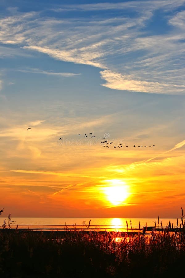 Magnificent sunset with flying birds