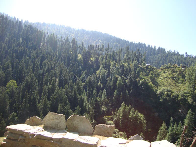 Green forests in the mountain. Magnificent view of conical tree forests in the mountains on a clear sunny day stock image Green forests in the mountain. Magnificent view of conical tree forests in the mountains on a clear sunny day stock image