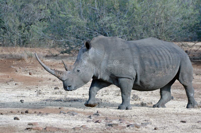 Magnificent White Rhino.