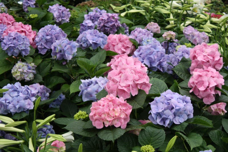 Magnifique spectacle de fleurs d'hydrangée image stock