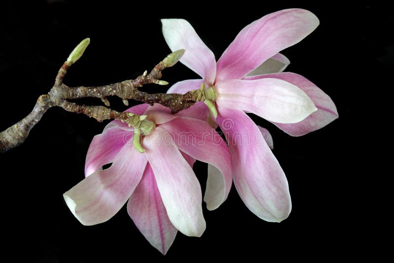 Magnolia blossom on branch isolated on black background