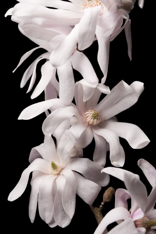 Magnolia blossom on dark background