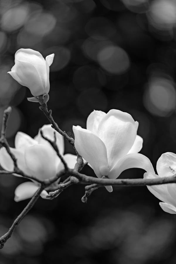 46,915 Magnolia Photos Free & RoyaltyFree Stock Photos from Dreamstime