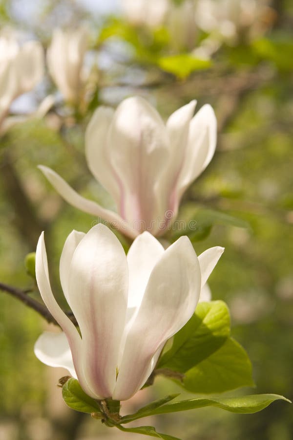 7,261 Magnolia Flowers Botanical Garden Stock Photos - Free & Royalty