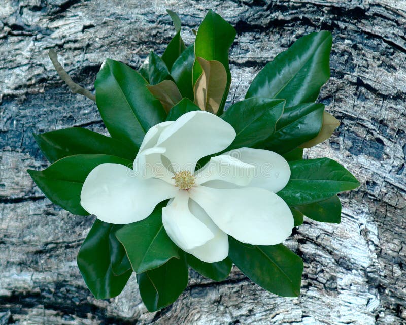 Magnolia bloom on driftwood background