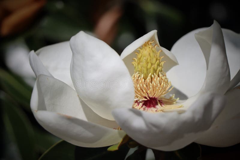 Magnolia bloom in sunlight stock image. Image of curled 248488707
