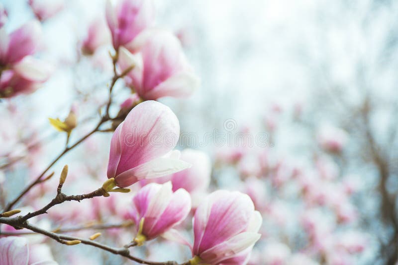Magnolia blooming tree on branch over blurred natural background. stock photography Magnolia blooming tree on branch over blurred natural background. stock photography
