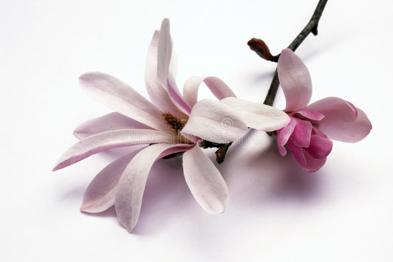 Magnolia blossom