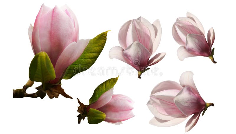 Collection - Pink magnolia blossom flower isolated on white background. Collection - Pink magnolia blossom flower isolated on white background.