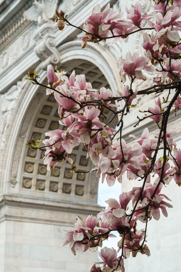 Magnolia blossom with pink flowers and white sakura in New York. Washington square arch with flowers.
