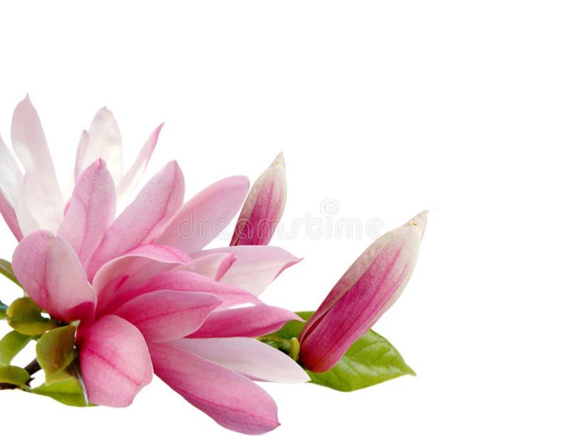 A spring magnolia blossom isolated white