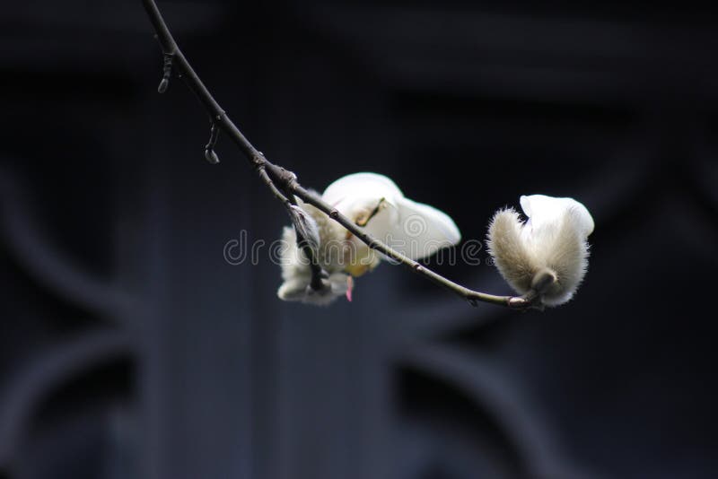 Magnolia blossoming without leaves within the winter sunshine