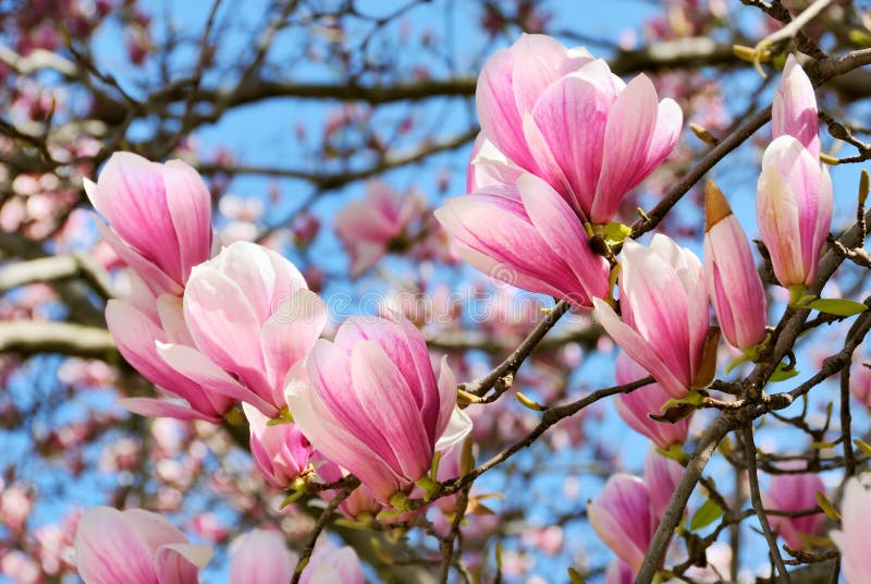 Springtime scene with sunlit magnolia blossoms over clear blue sky. Springtime scene with sunlit magnolia blossoms over clear blue sky