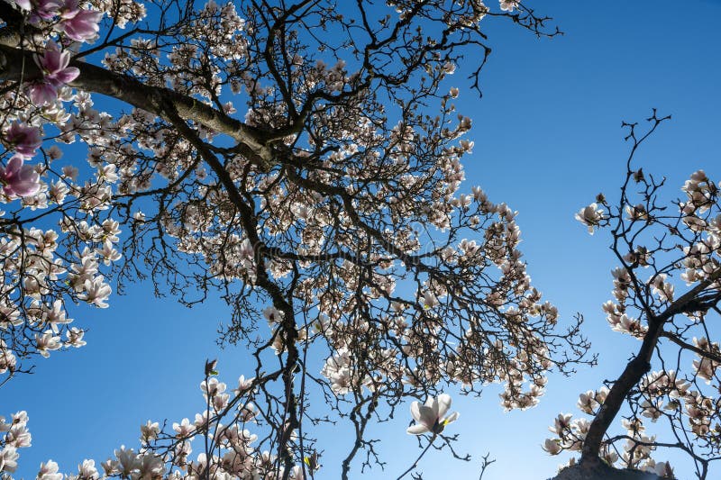 Magnolia Blossoms on a Tree Stock