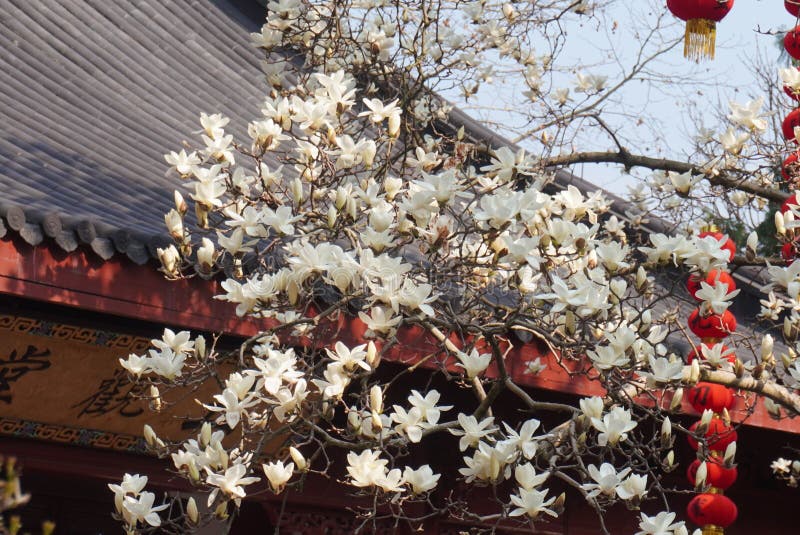 Magnolia Blossoms και παραδοσιακή κινεζική αρχιτεκτονική στοκ εικόνα