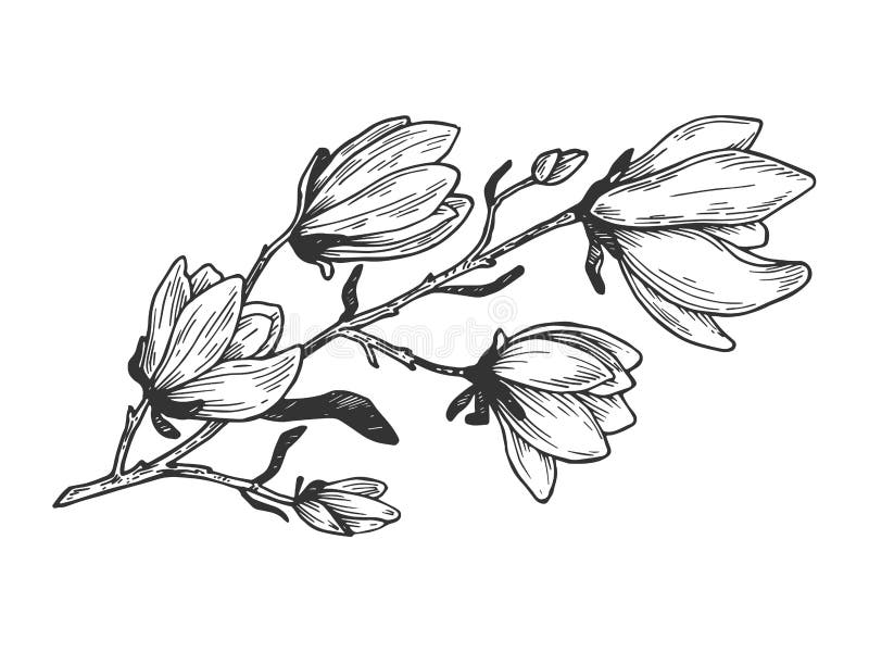 Magnolia branch engraving vector illustration stock illustration Magnolia branch engraving vector illustration stock illustration