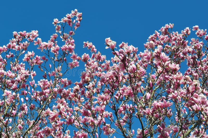 Magnolia buds and flowers in bloom. Detail of a flowering magnolia tree against a clear blue sky. Large, light pink spring blossom stock photos Magnolia buds and flowers in bloom. Detail of a flowering magnolia tree against a clear blue sky. Large, light pink spring blossom stock photos