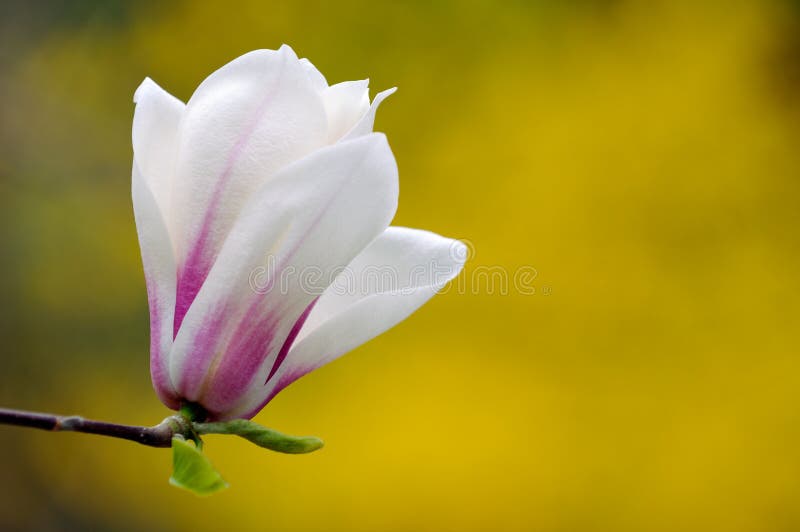 Magnolia Cylindrica Isolated on Yellow royalty free stock photography Magnolia Cylindrica Isolated on Yellow royalty free stock photography