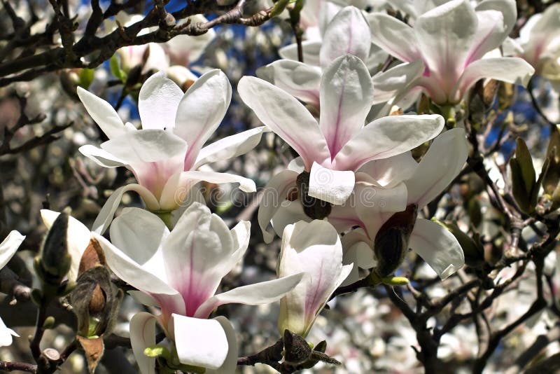 Magnolia en primavera imagenes de archivo Magnolia en primavera imagenes de archivo