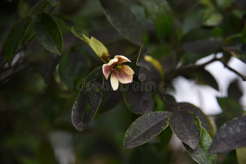 Magnolia figo  Banana shrub flowers.