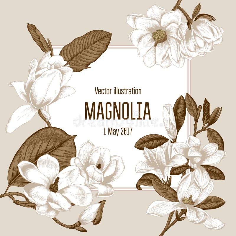 Magnolia Flores Ejemplo del vector en estilo del vintage Tarjeta de felicitación con las flores botánica Árboles florecientes stock de ilustración Magnolia Flores Ejemplo del vector en estilo del vintage Tarjeta de felicitación con las flores botánica Árboles florecientes stock de ilustración