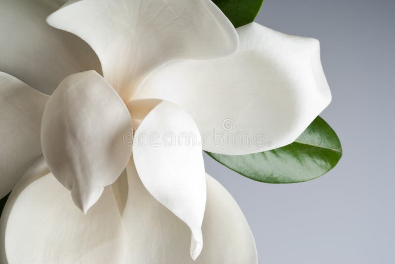 Magnolia florescido imagem de stock royalty free Magnolia florescido imagem de stock royalty free