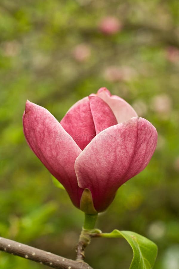 Magnolia flower