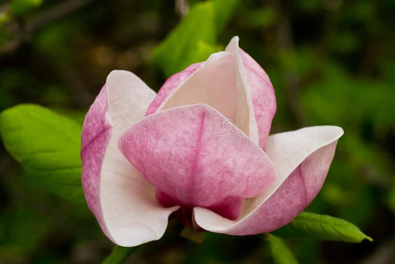 Magnolia flower