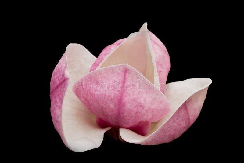 Magnolia flower