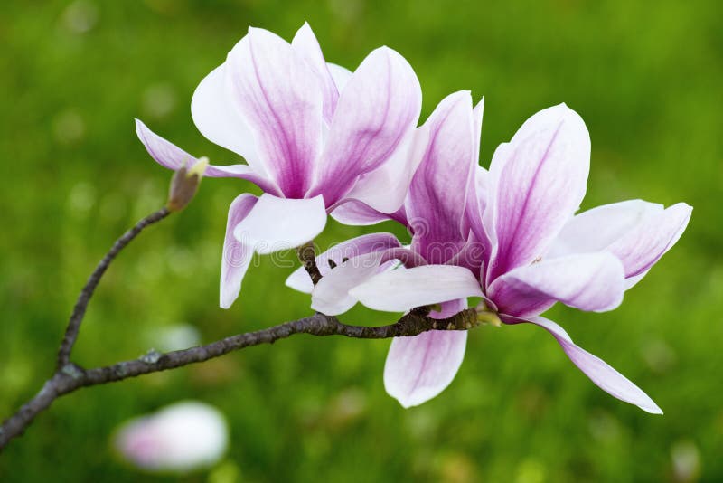 Magnolia Flower stock photo. Image of nature, fresh, stem 31138126