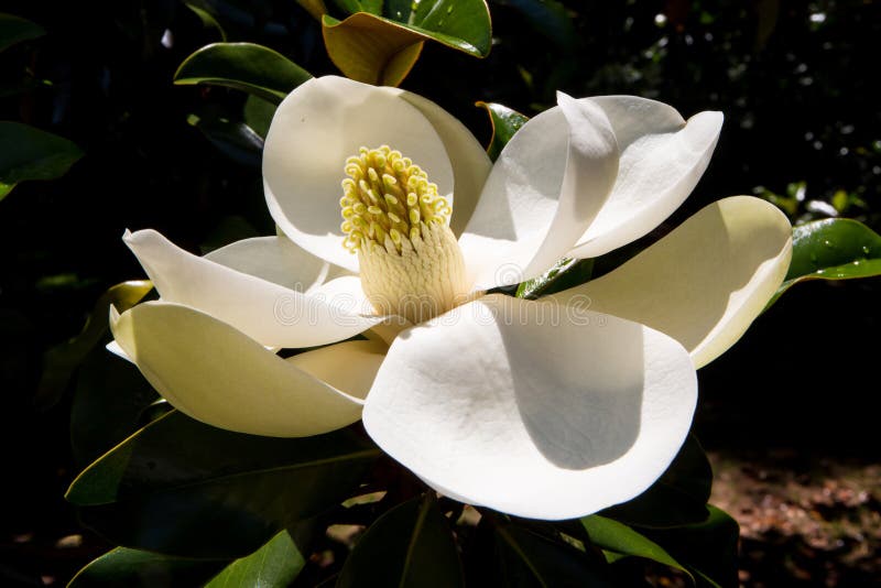 Magnolia Flower in Bloom stock photo. Image of spring 184083872