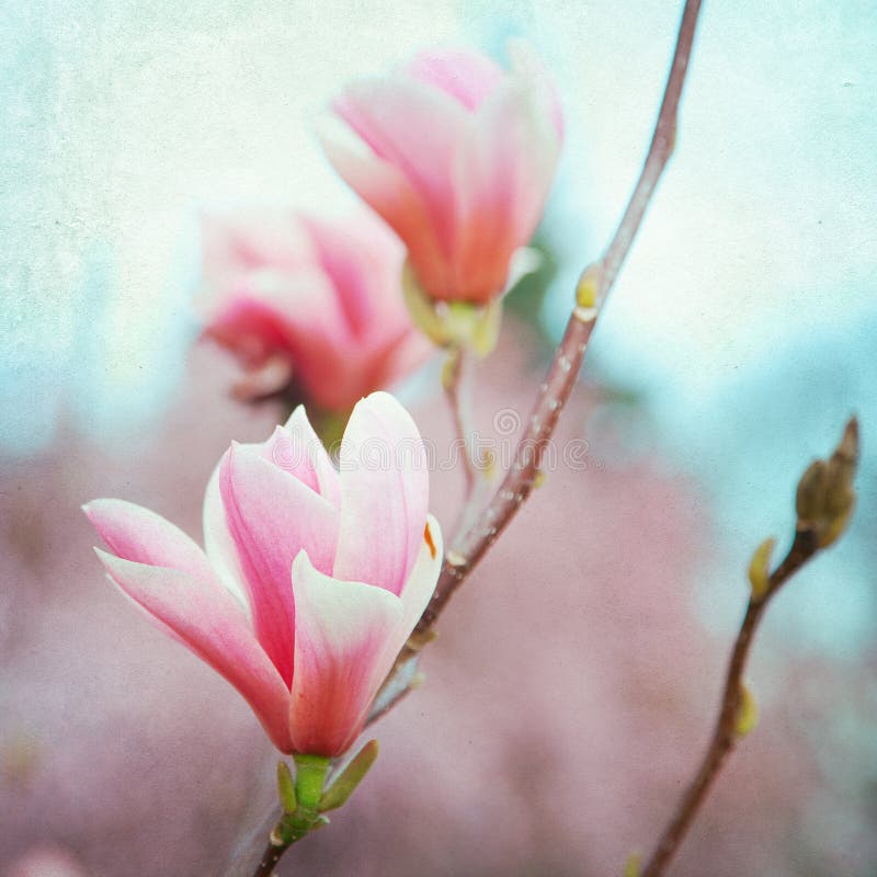 Magnolia Flower blossom paper background