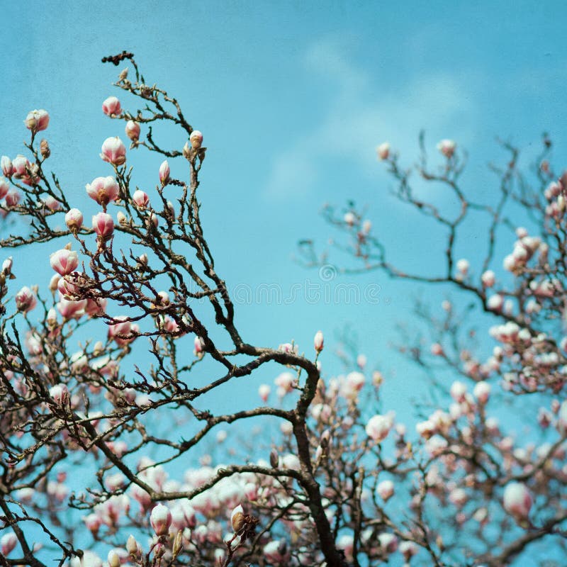 Magnolia Flower blossom paper background