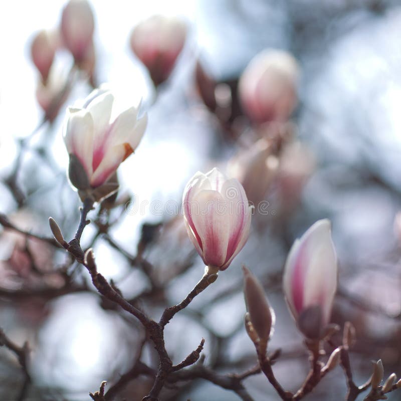 Magnolia Flower blossom paper background