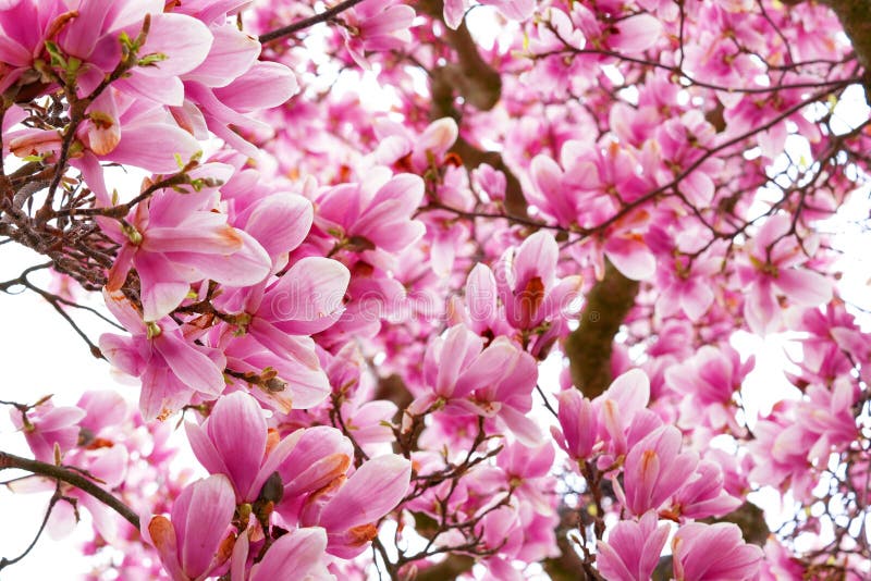 Magnolia flower branch stock image. Image of pink, beauty - 39256587