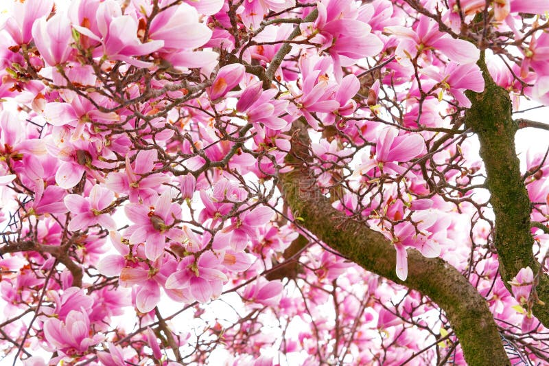 Magnolia flower branch stock image. Image of pink, beauty - 39256587