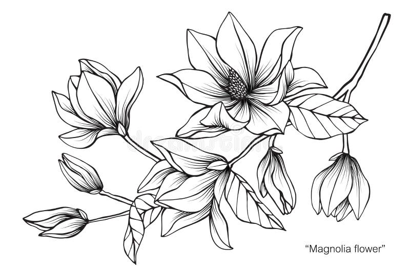 Magnolia Flower Drawing Illustration. Black and White with Line Art