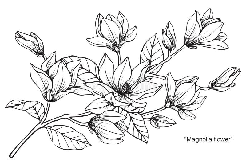 Magnolia Flower Drawing Illustration. Black and White with Line Art