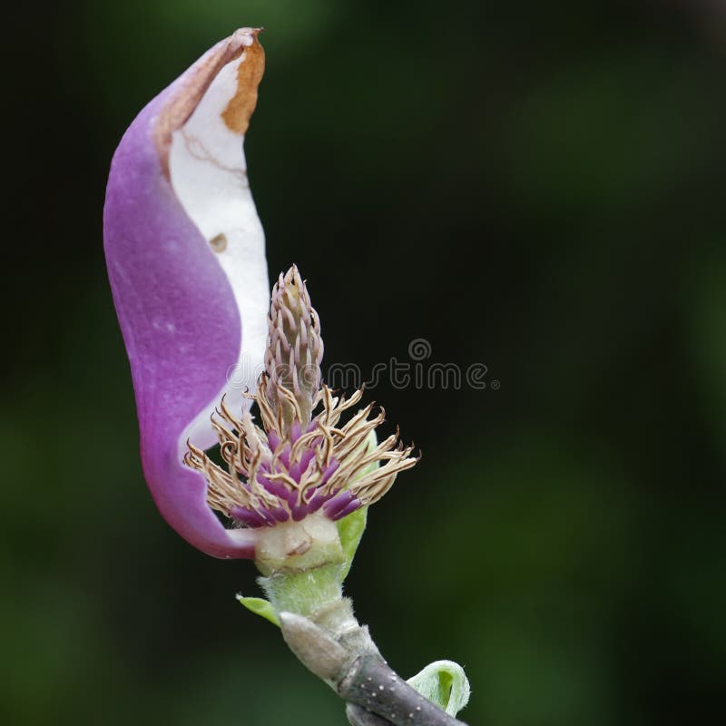 Magnolia Flower that Lost Petals Stock Photo Image of floral, petals