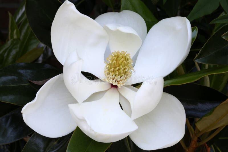 White Magnolia Flower, Macro Stock Photo Image 54657152