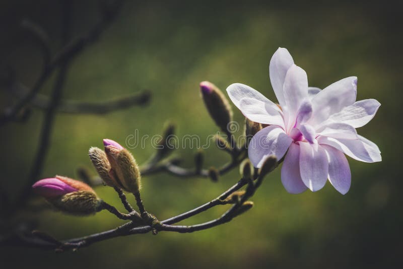 Opening magnolia flower in the park at springtime on the dark background with a shallow DOF. Opening magnolia flower in the park at springtime on the dark background with a shallow DOF