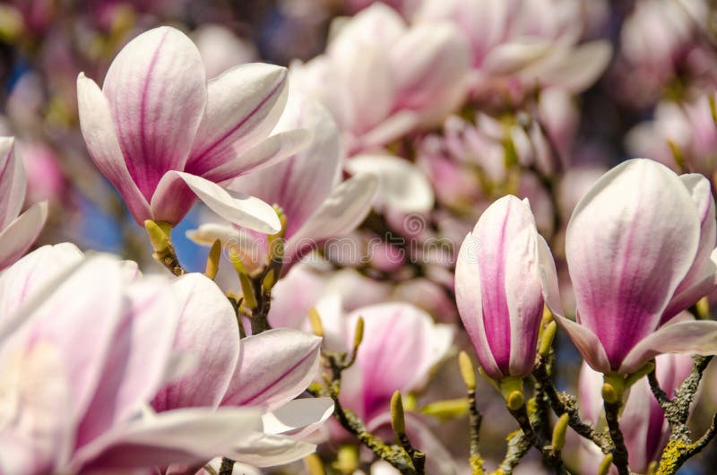Magnolia flower stock photo. Image of pastel, leaf, ostrich 44346054
