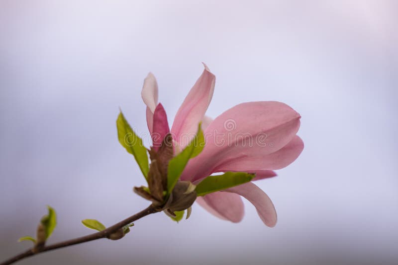 Magnolia Flower in the Spring Season Stock Photo Image of landscape