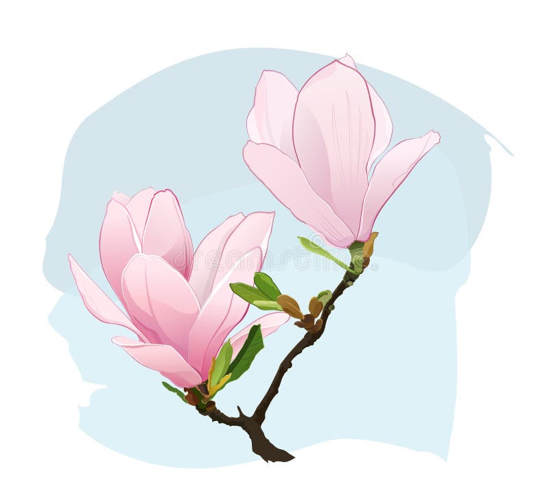 Magnolia flowers on blue background