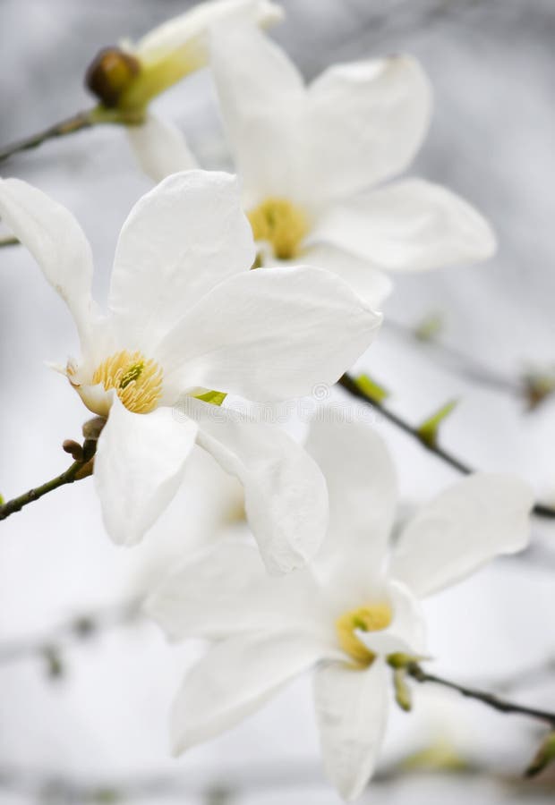 Magnolia flowers