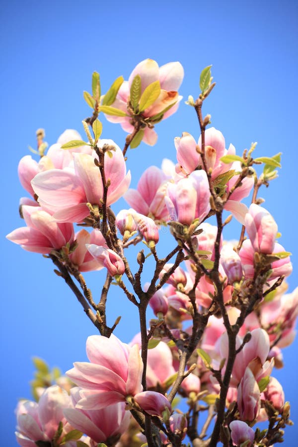 Magnolia flowers stock photo. Image of sunlit, sunny - 18752648