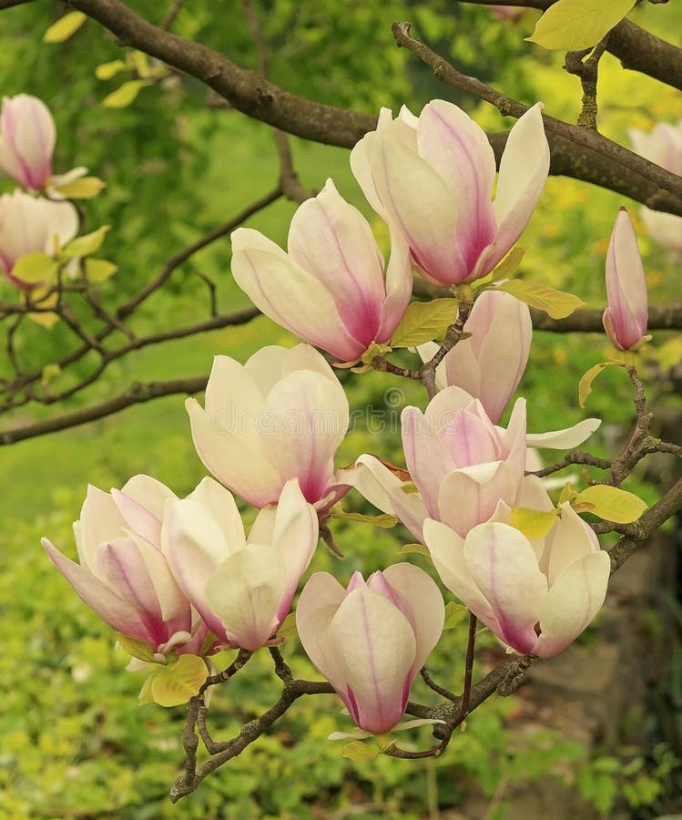 Magnolia flowers.